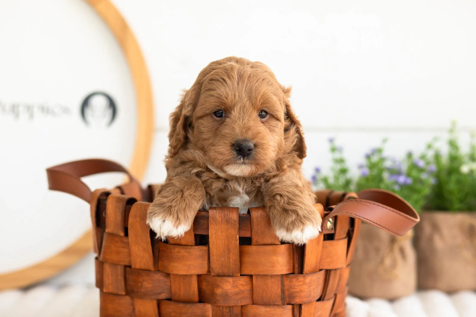 Ron goldendoodle for sale.jpg