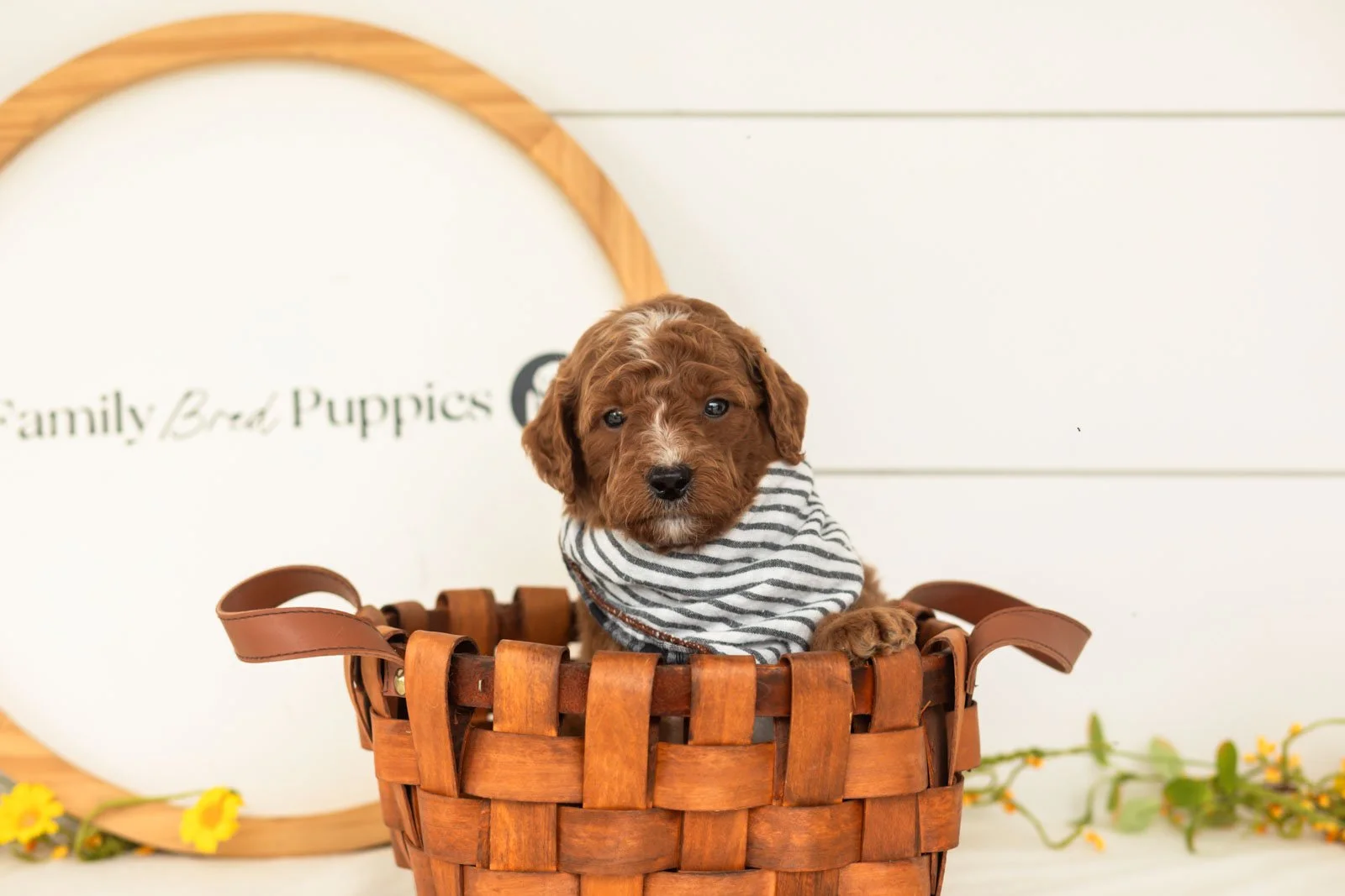 Pika goldendoodle for sale(4).jpg