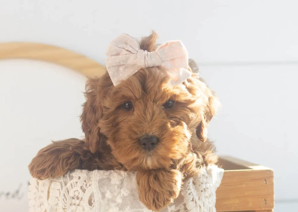 Candy goldendoodle for sale(1).jpg