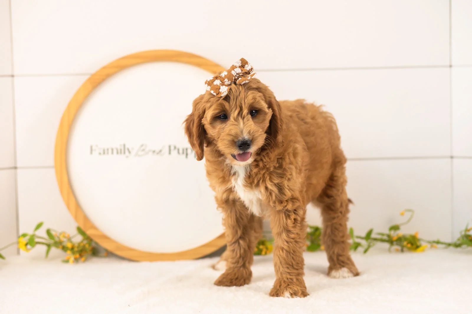 Stormy Goldendoodle for sale.jpg