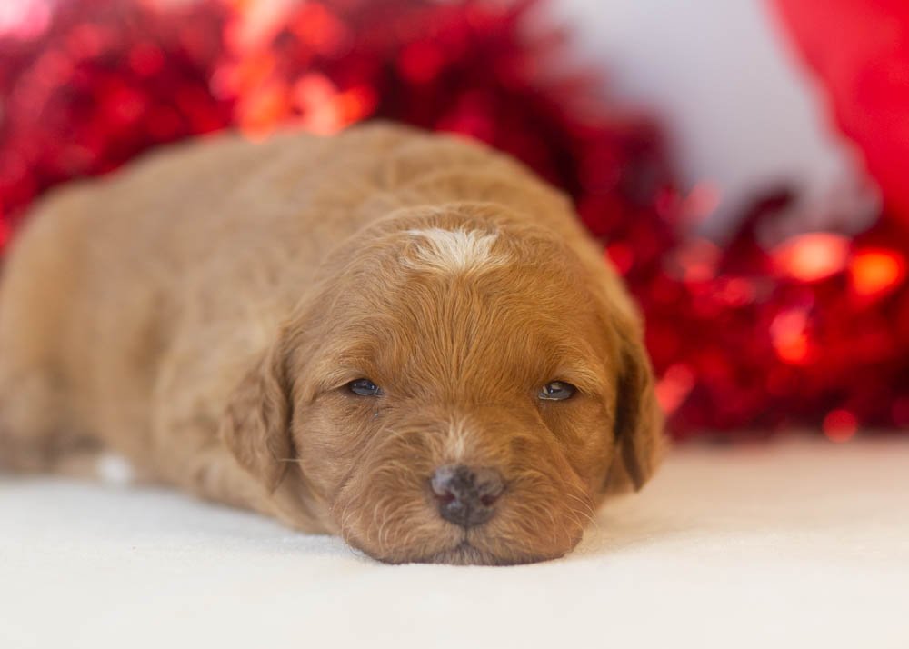 Barbara goldendoodle for sale(2).jpg
