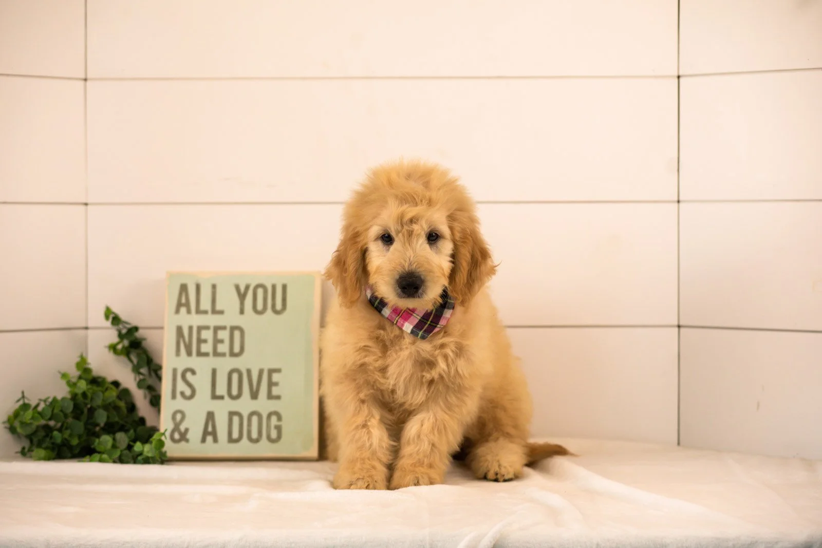 Emry goldendoodle for sale.jpg