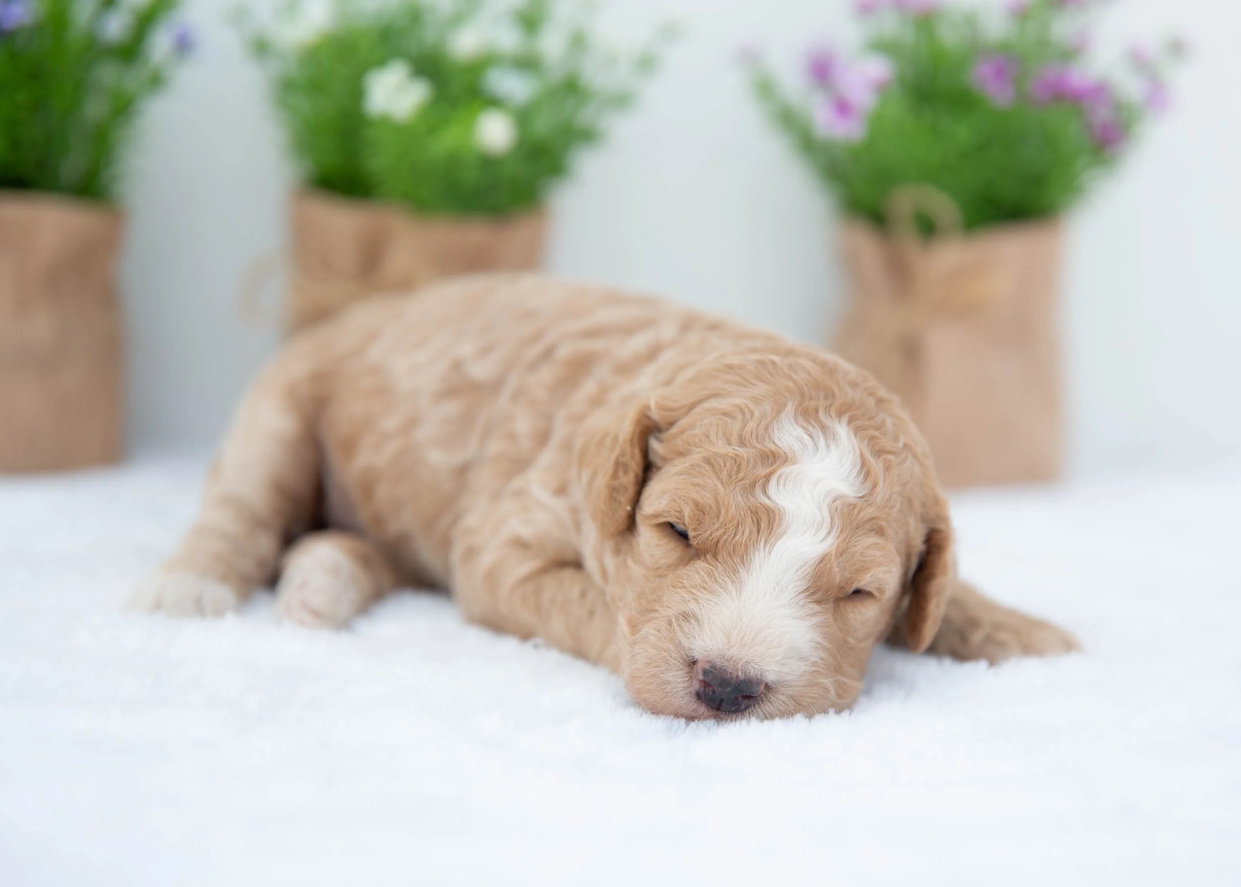Lucky Goldendoodle For Sale(3).jpg