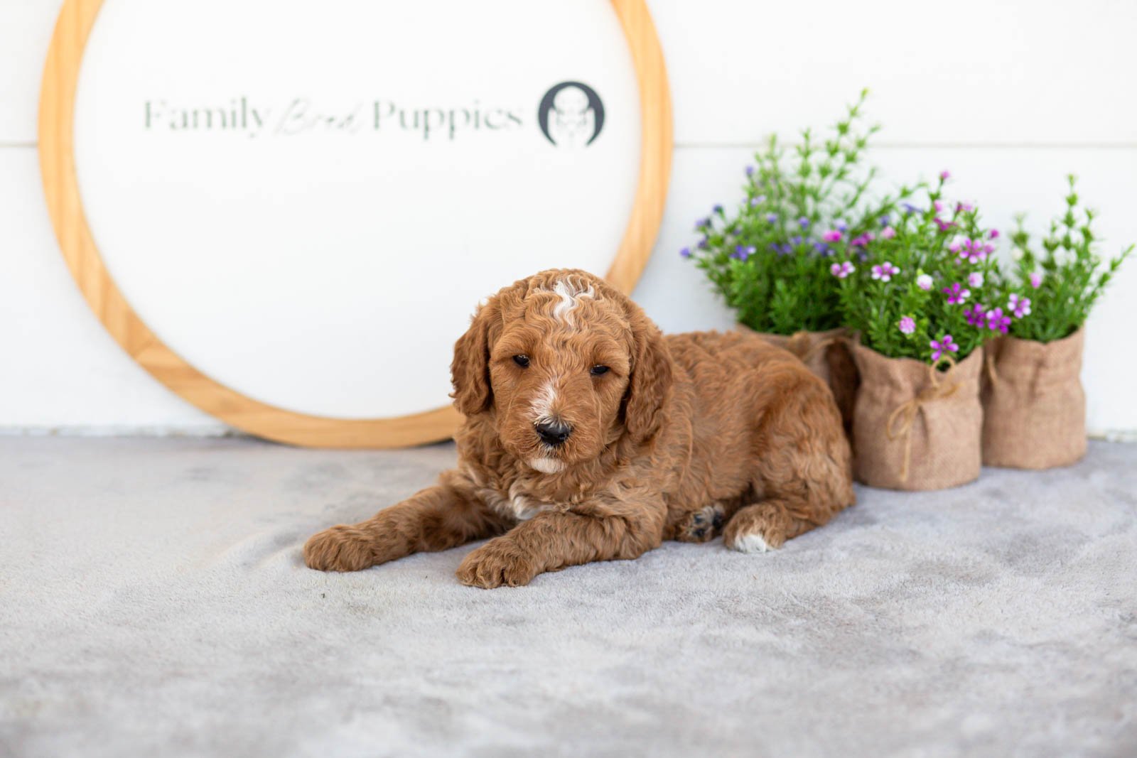Ham goldendoodle for sale.jpg