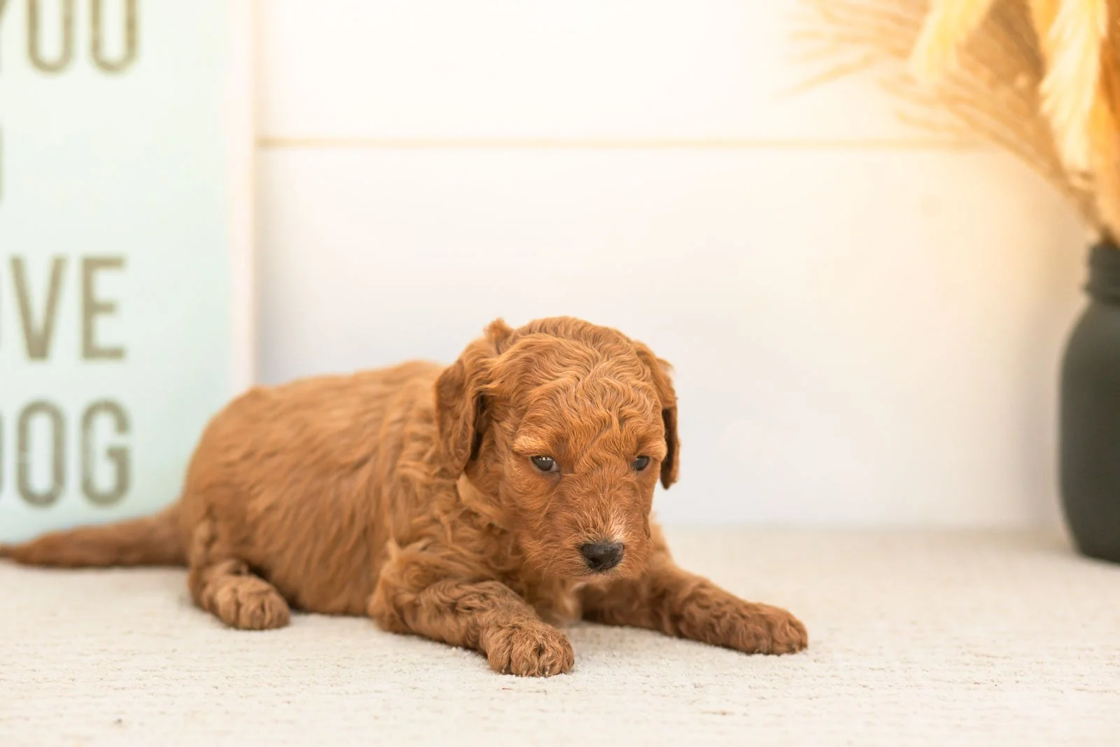 Glow goldendoodle for sale(1).jpg