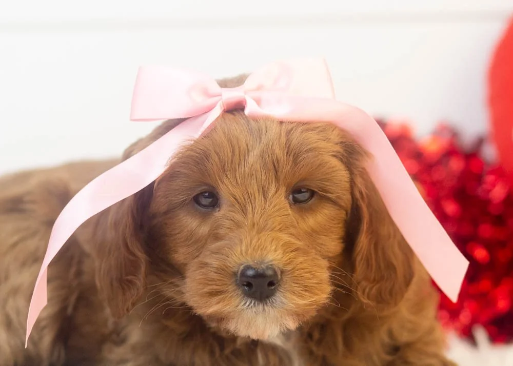 Jesi goldendoodle for sale(2).jpg