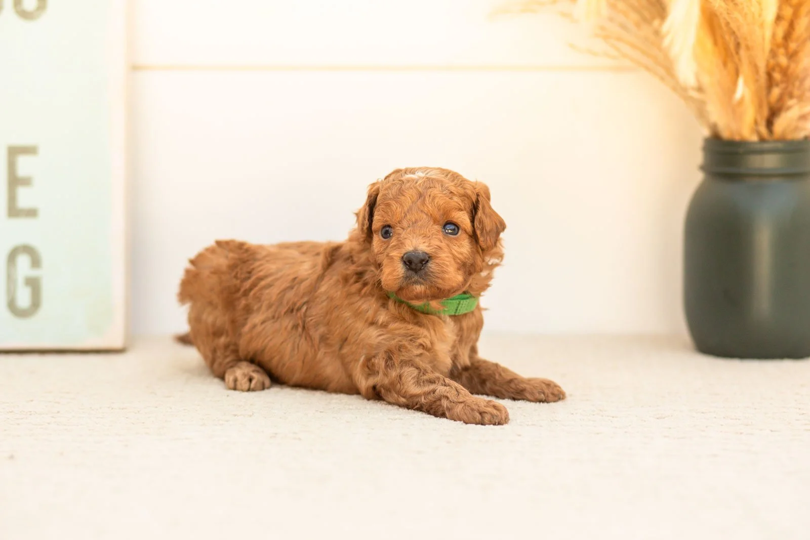 Firefly goldendoodle for sale.jpg