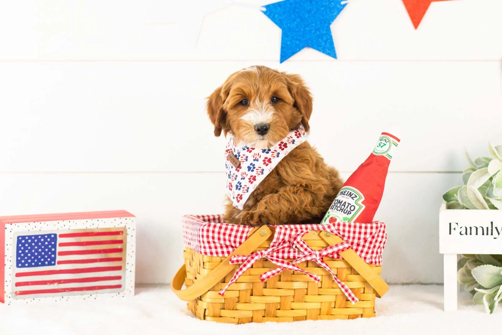 Fido goldendoodle for sale(4).jpg