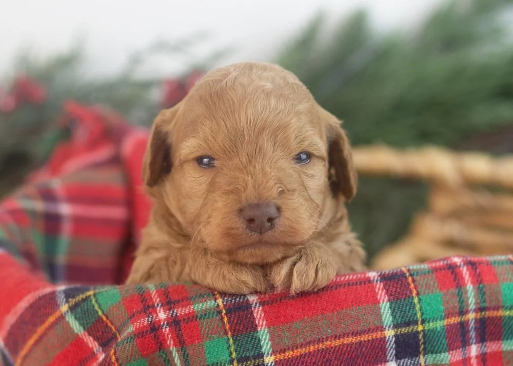 Montana goldendoodle for sale(1).jpg