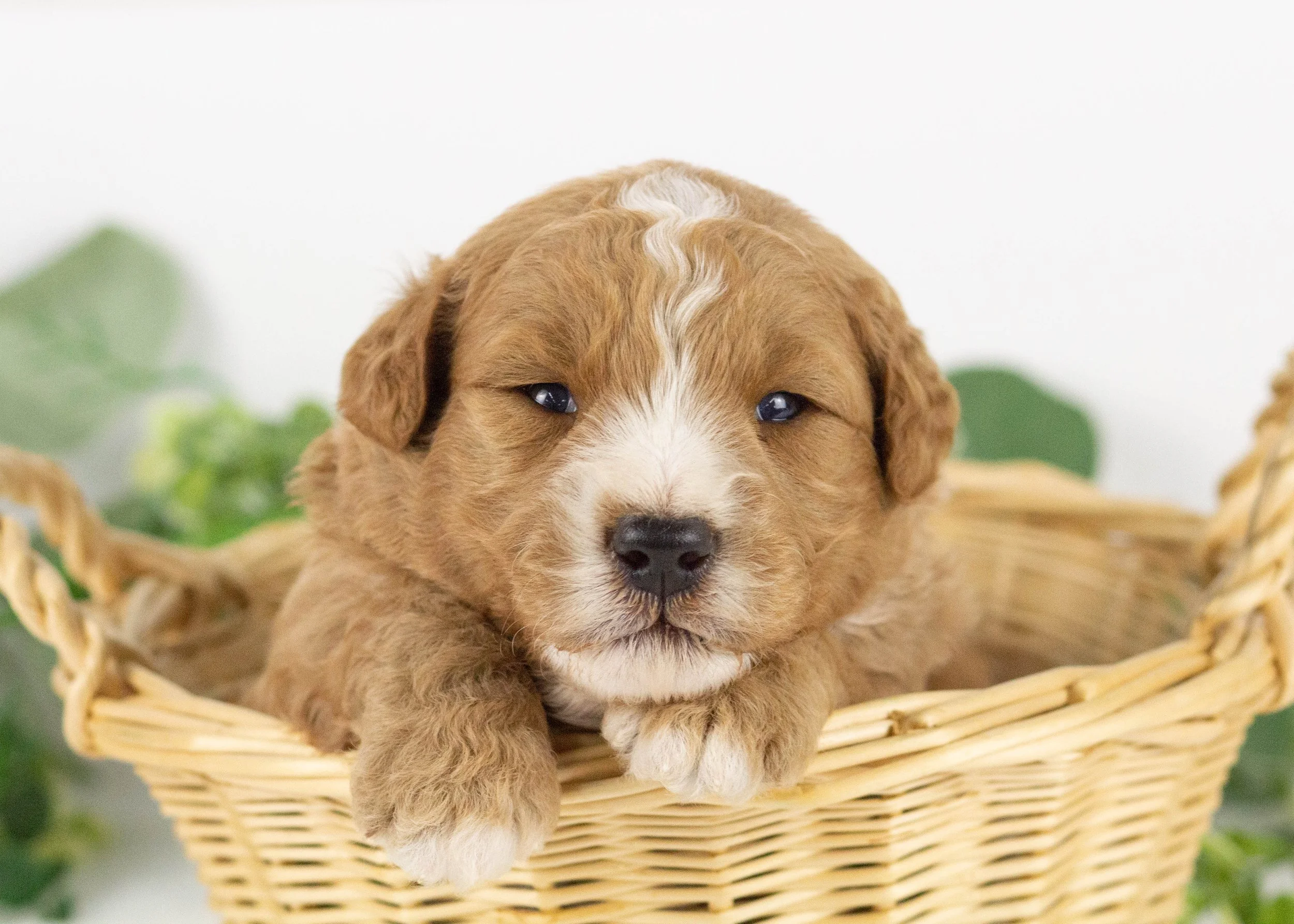 Hawk goldendoodle for sale.jpg
