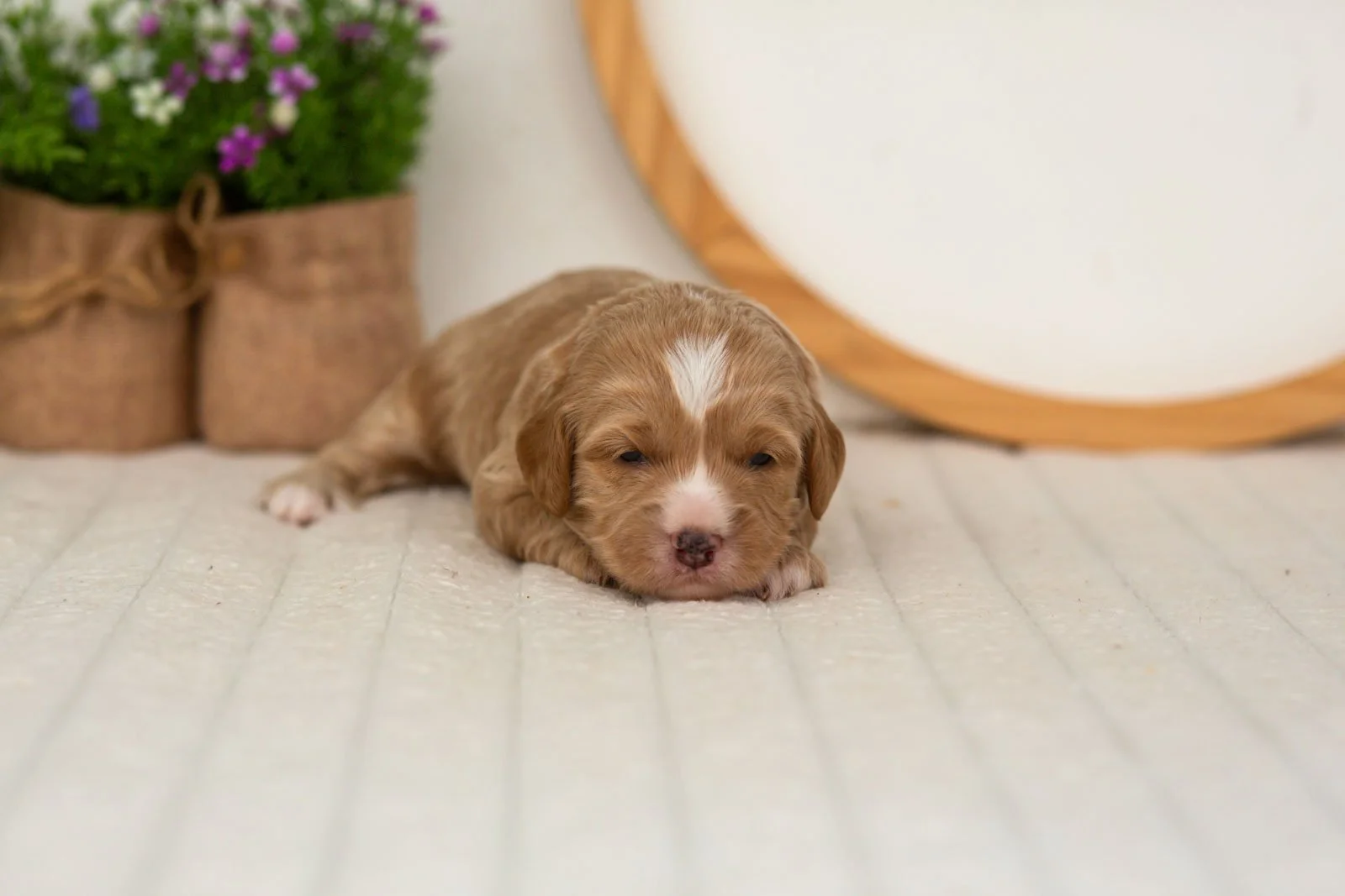 Blaze goldendoodle for sale.jpg