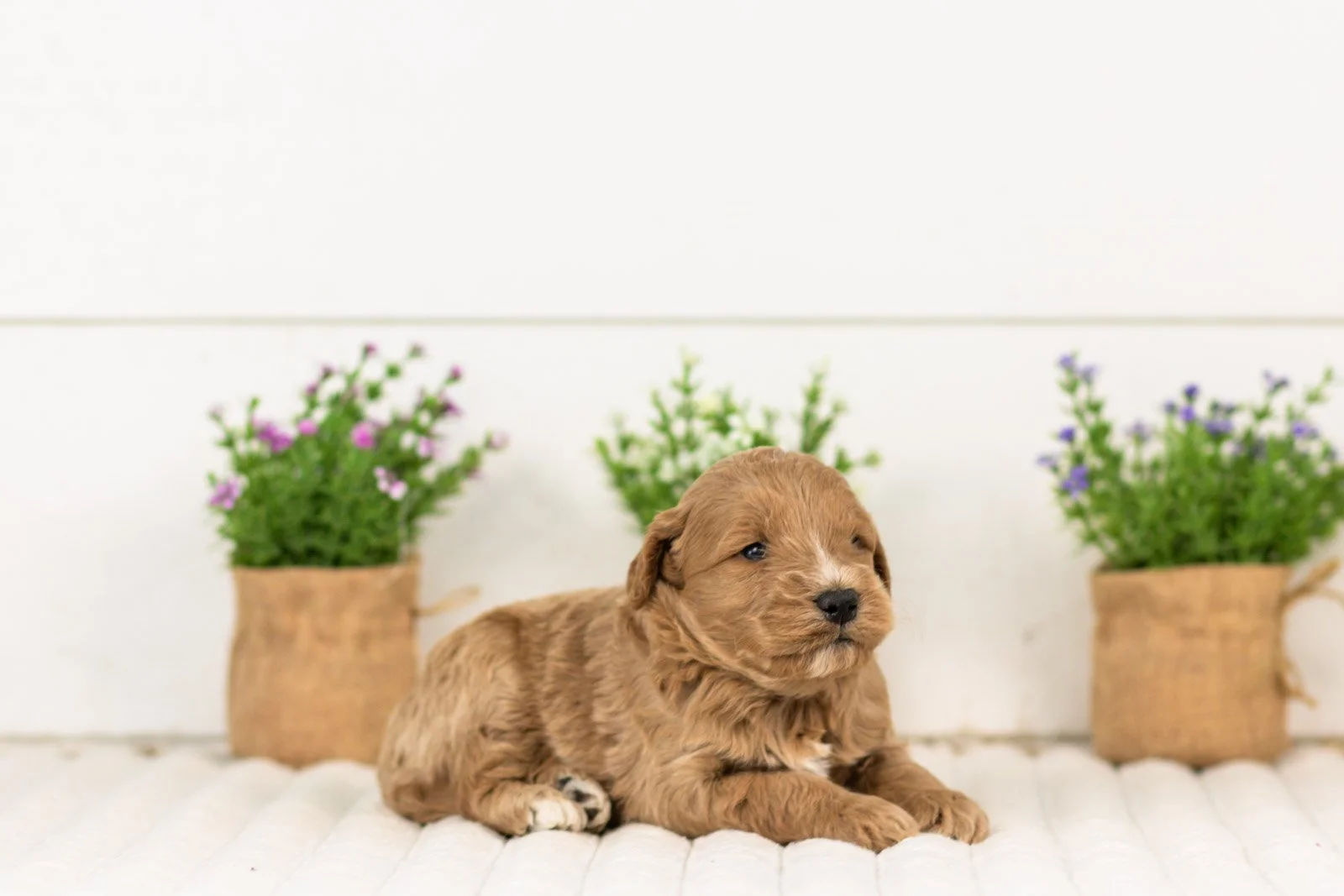Dexter goldendoodle for sale(2).jpg