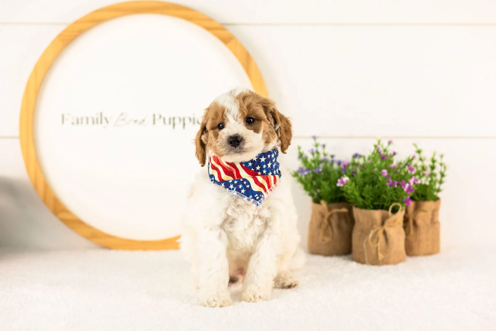 Lark goldendoodle for sale(1).jpg