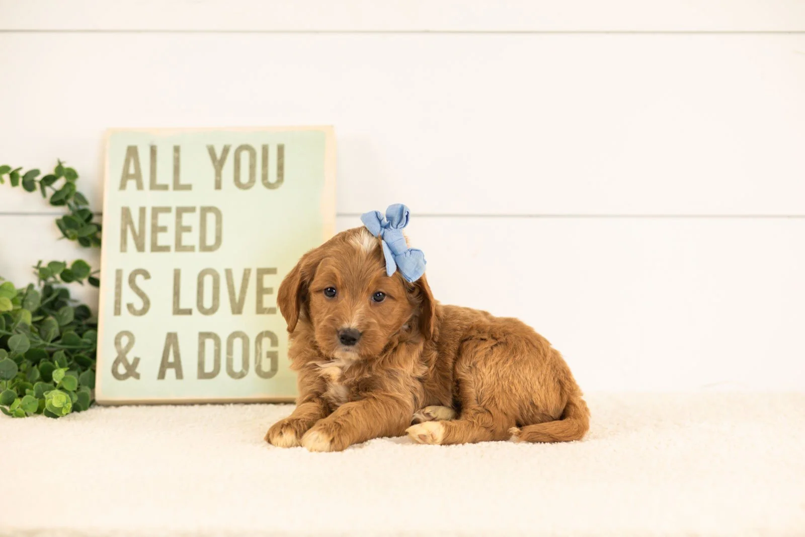 Veah goldendoodle for sale.jpg