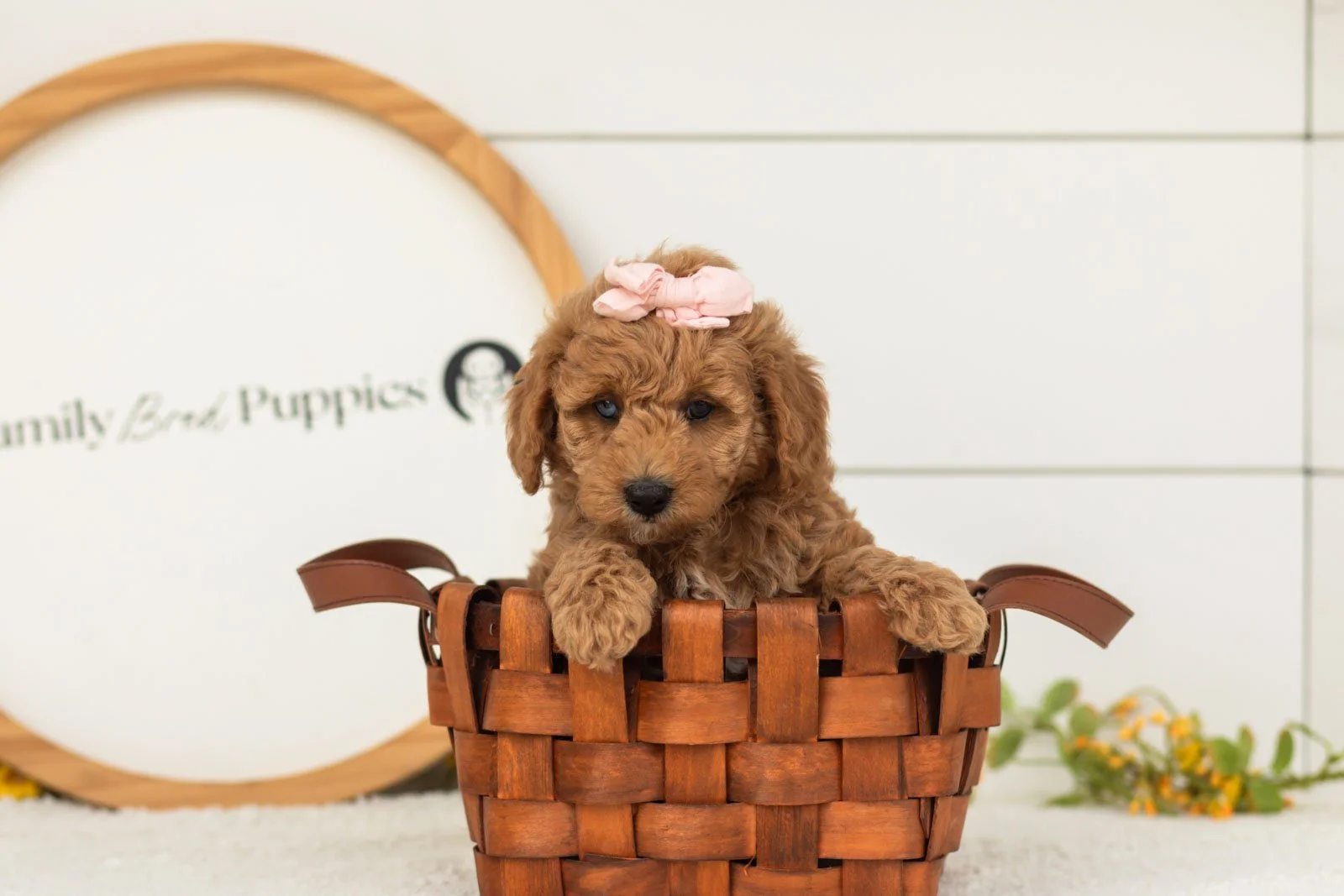 Liberty goldendoodle for sale(2).jpg