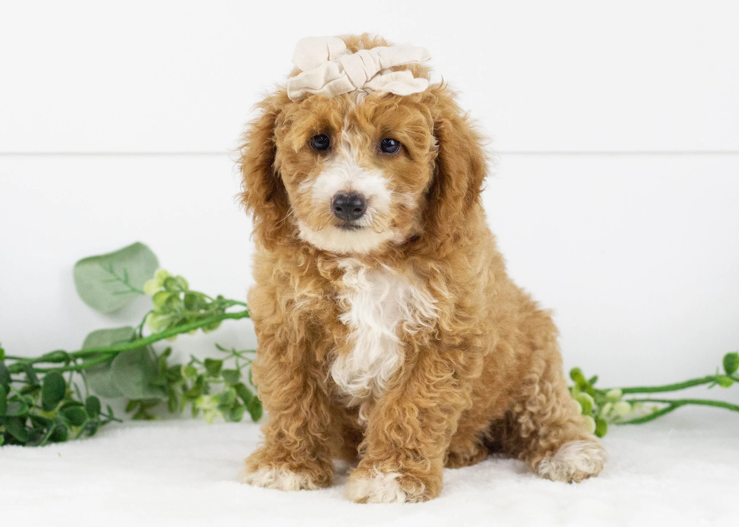 Tina Goldendoodle for sale(1).jpg
