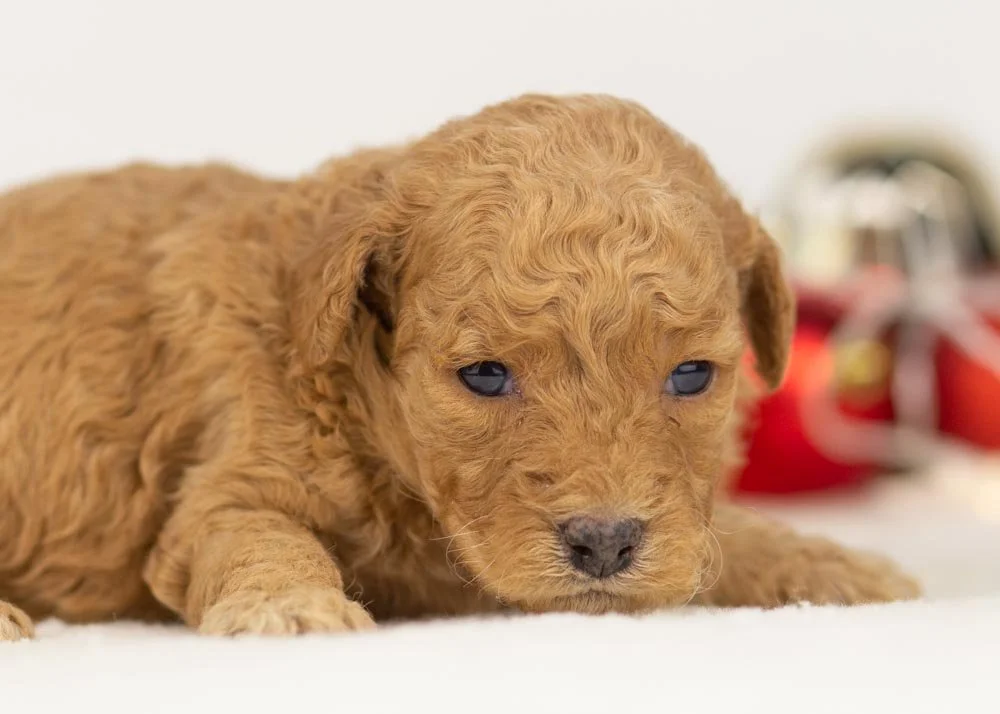 Georgia goldendoodle for sale(1).jpg