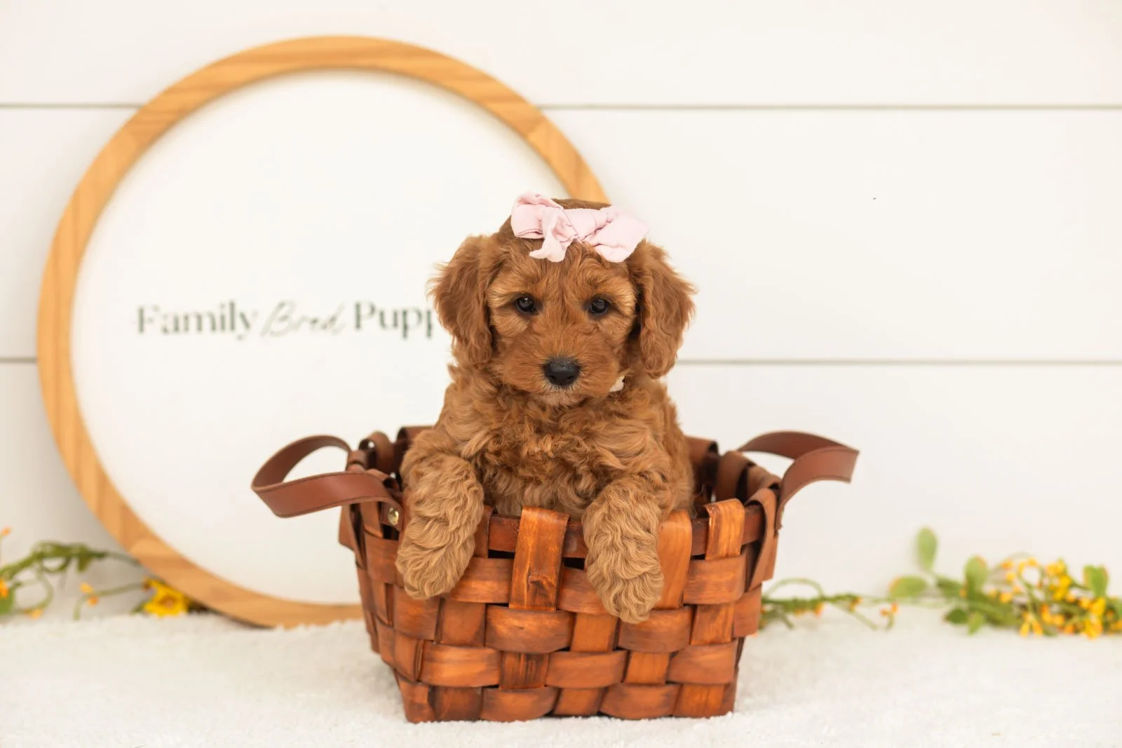 Starlet goldendoodle for sale(3).jpg
