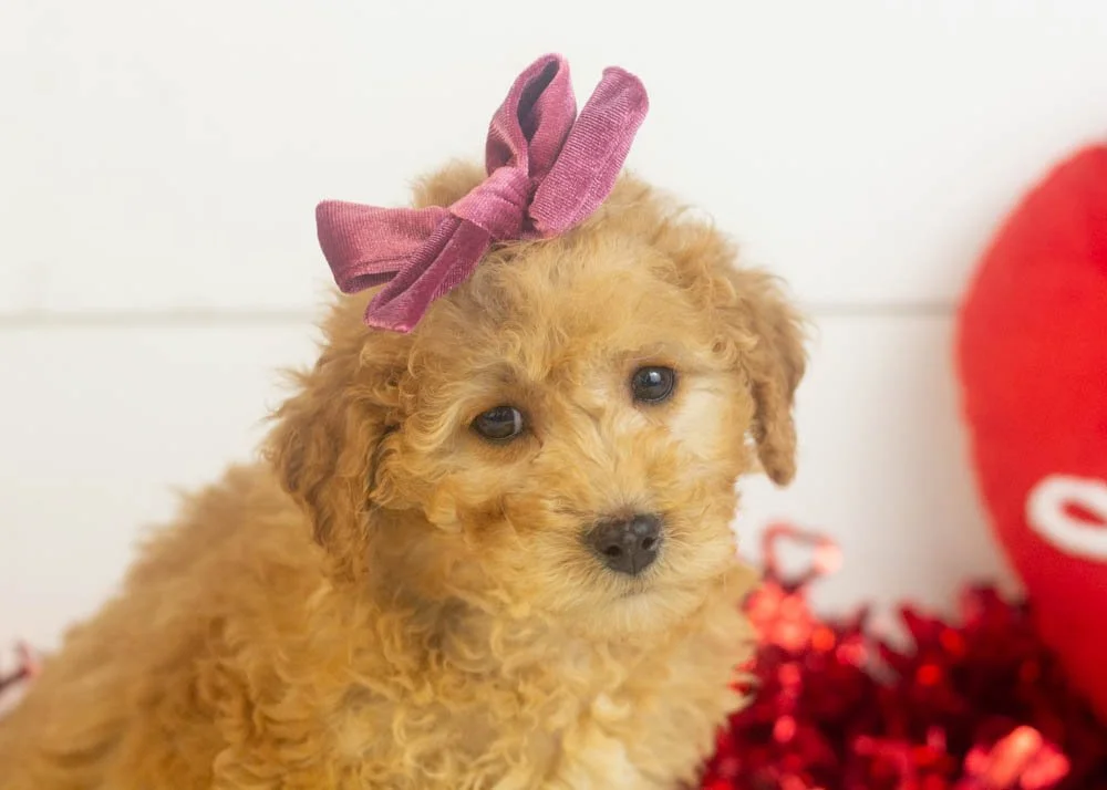 Georgia goldendoodle for sale(1).jpg