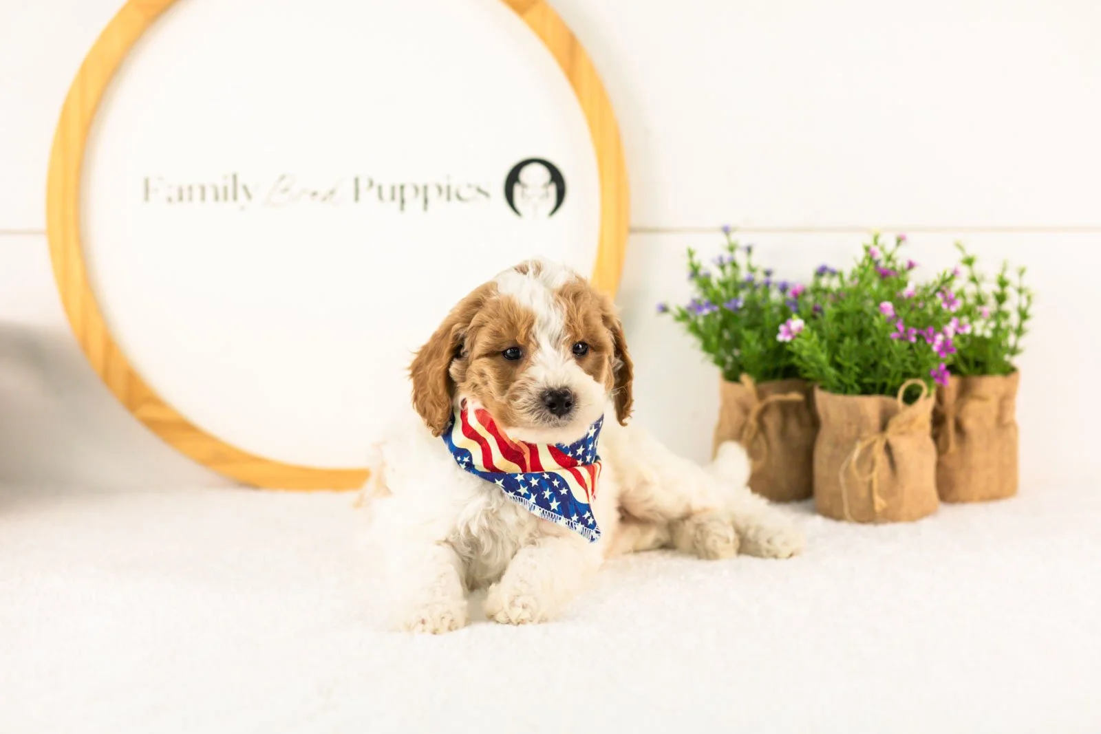 Lark goldendoodle for sale.jpg