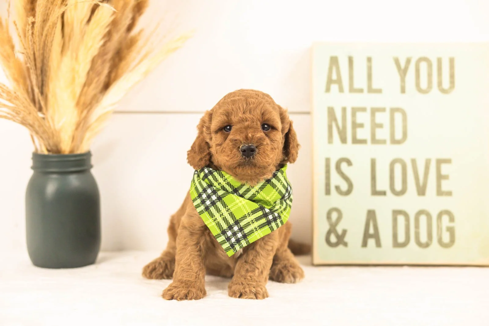 Sprout goldendoodle for sale(1).jpg