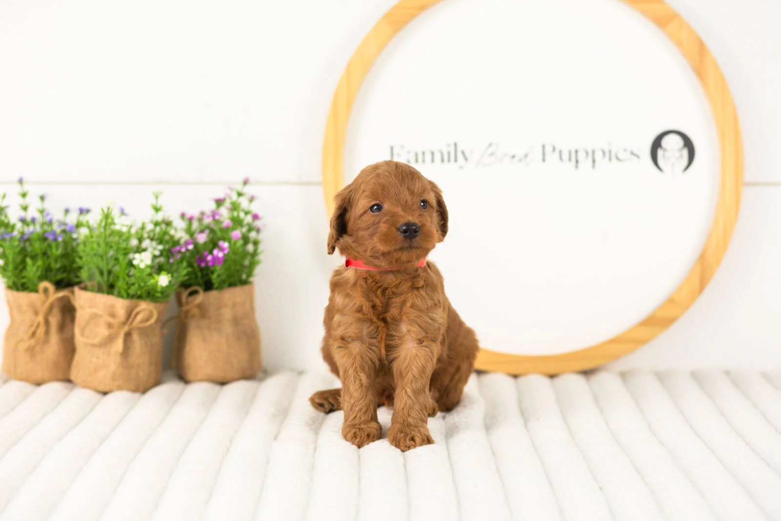 Lance goldendoodle for sale(1).jpg