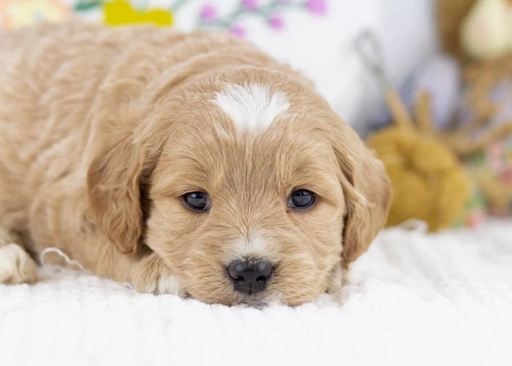 Joey goldendoodle for sale..jpg