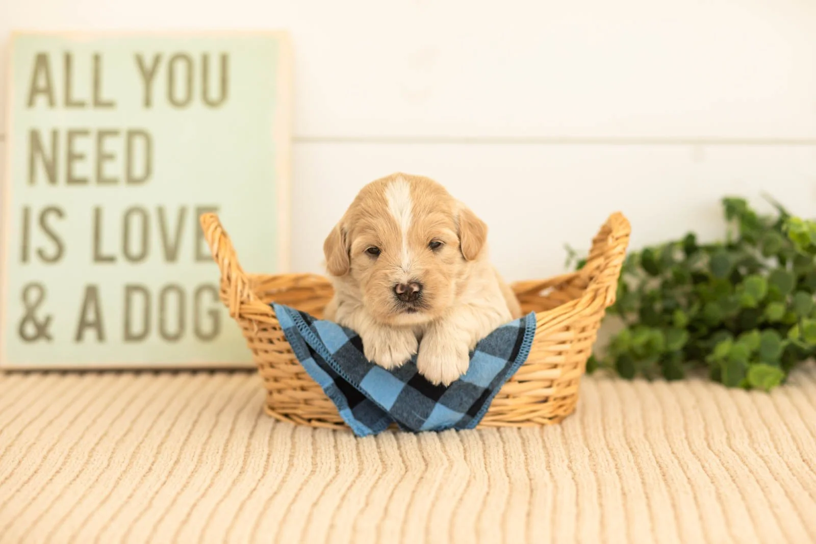 Maverick goldendoodle for sale(2).jpg