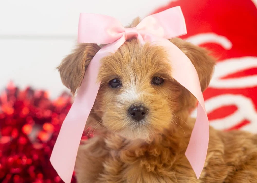 Sydney goldendoodle for sale(3).jpg