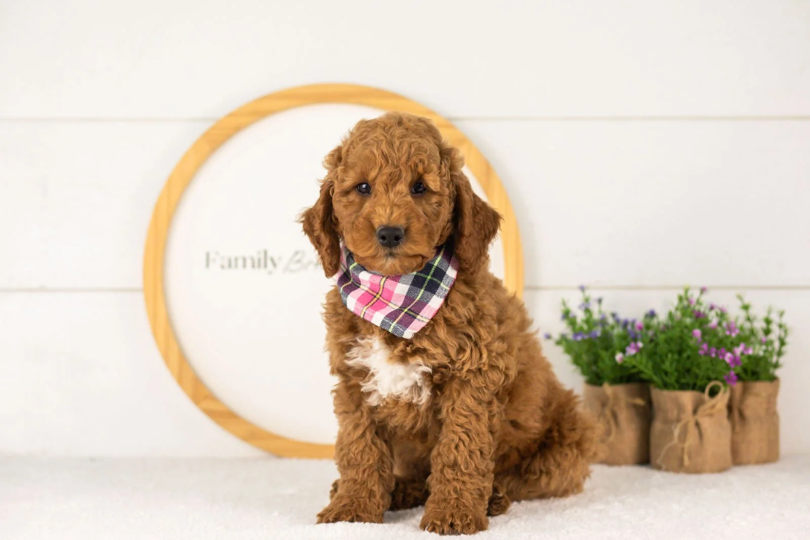 Glacier goldendoodle for sale(1).jpg