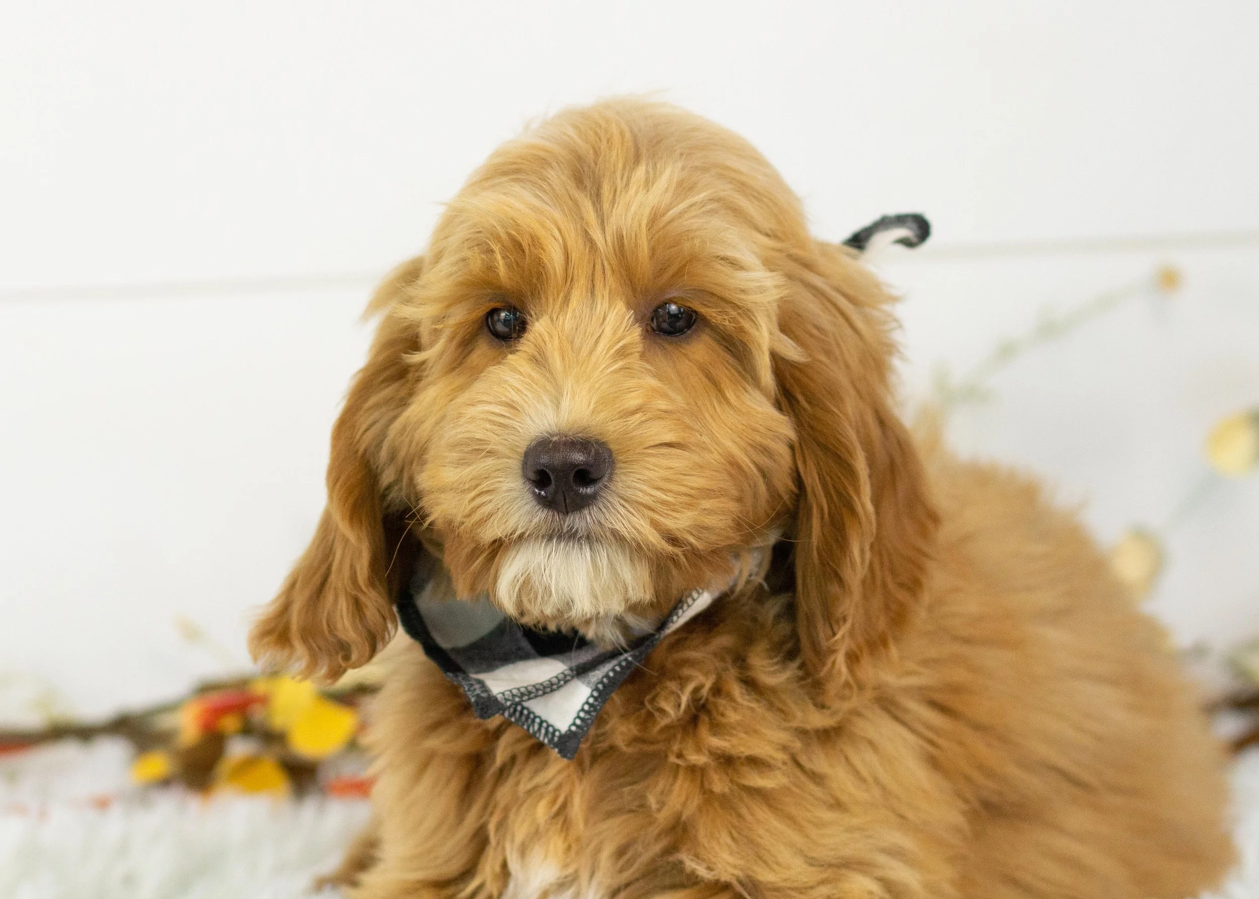 Ruff goldendoodle for sale(1).jpg