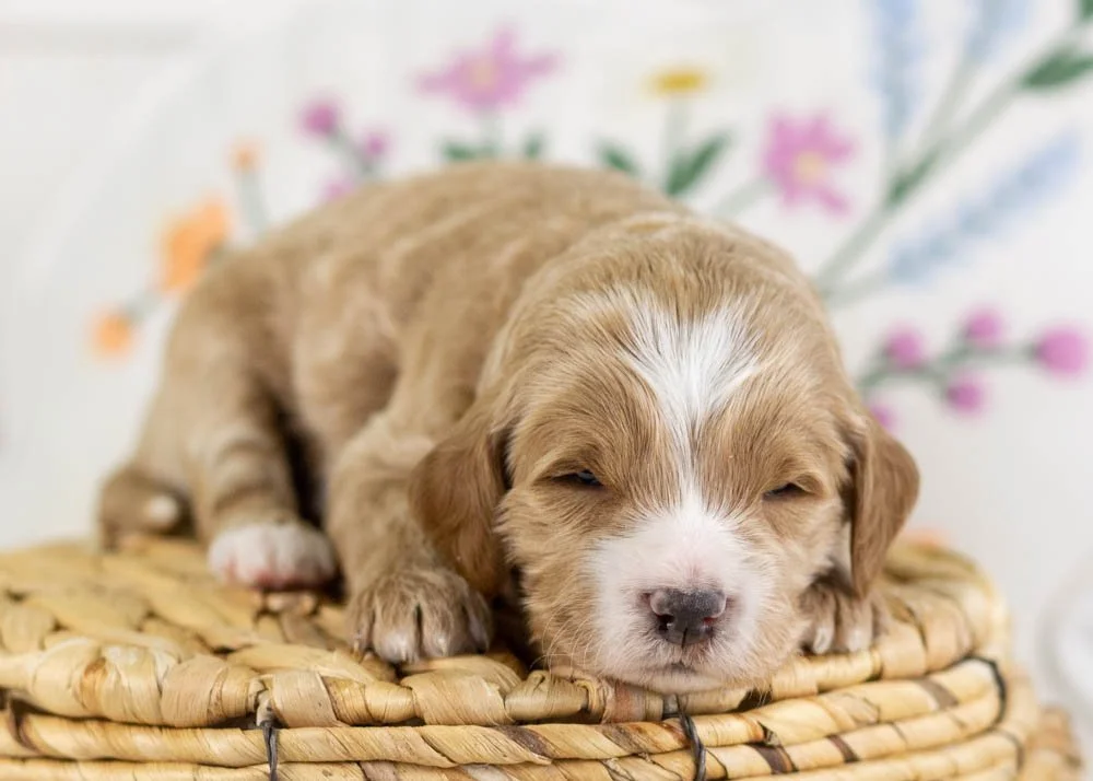 goldendoodle for sale