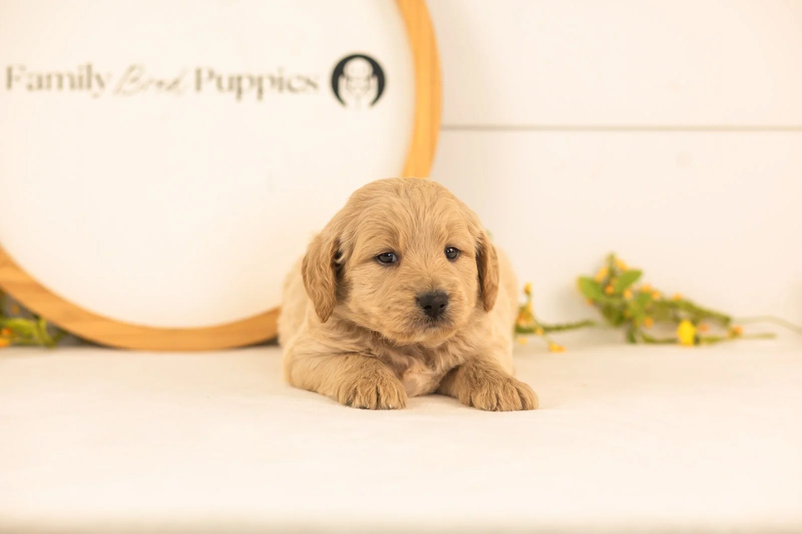 Jimmy goldendoodle for sale.jpg