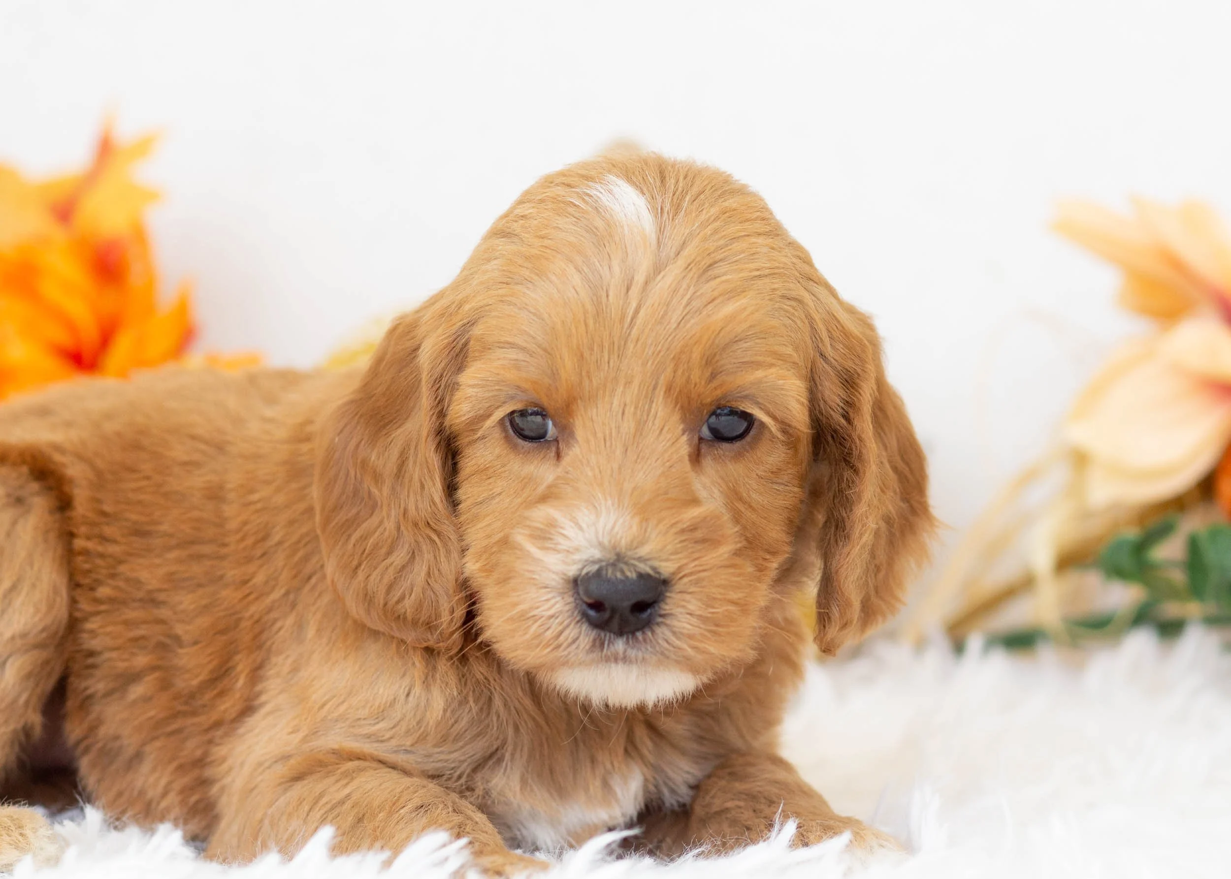 Ruff goldendoodle for sale(2).jpg
