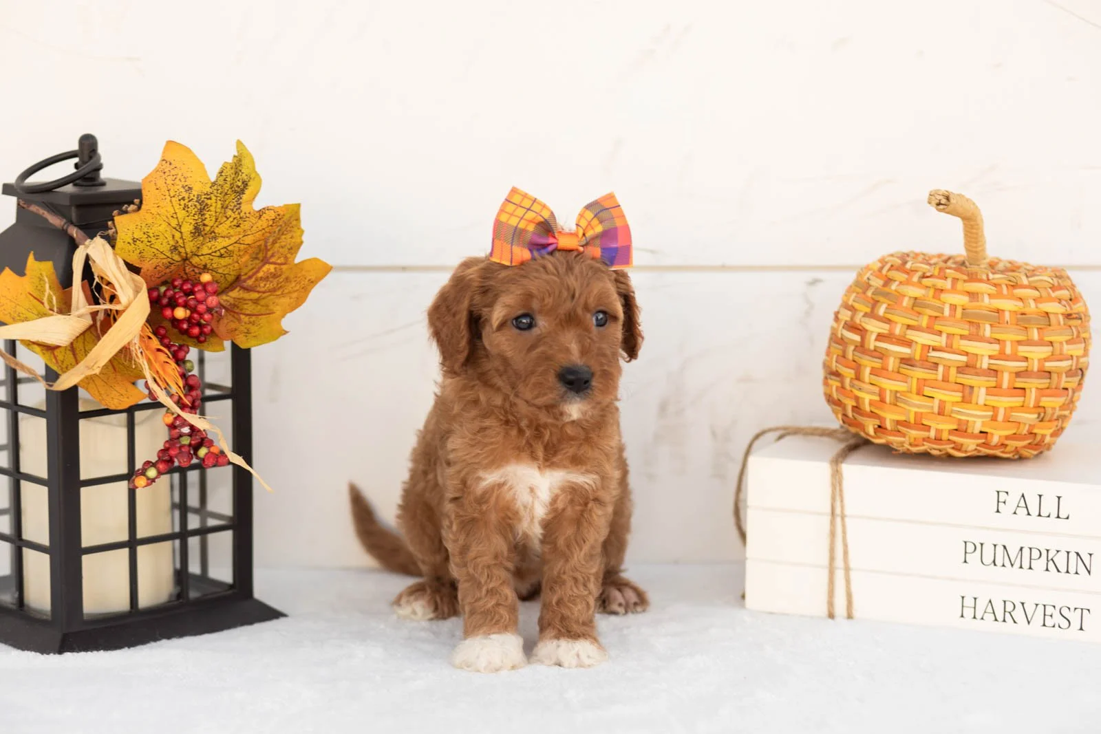 Juniper goldendoodle for sale 3.jpg