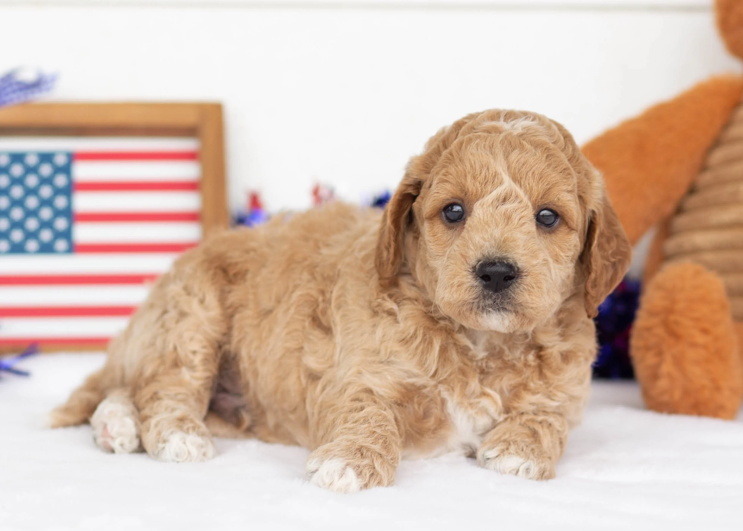 Pilot Goldendoodle For Sale.jpg