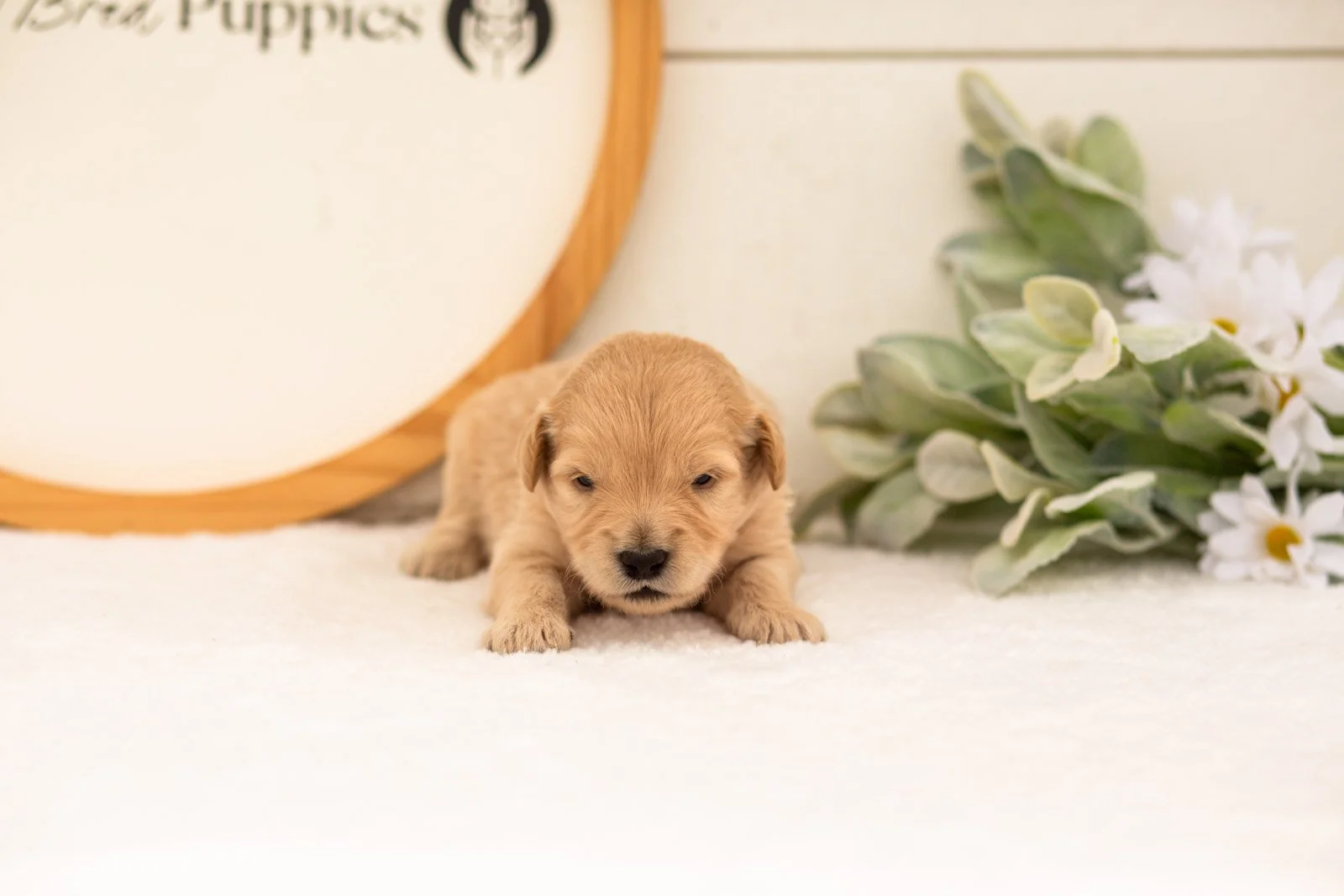 Emry goldendoodle for sale.jpg
