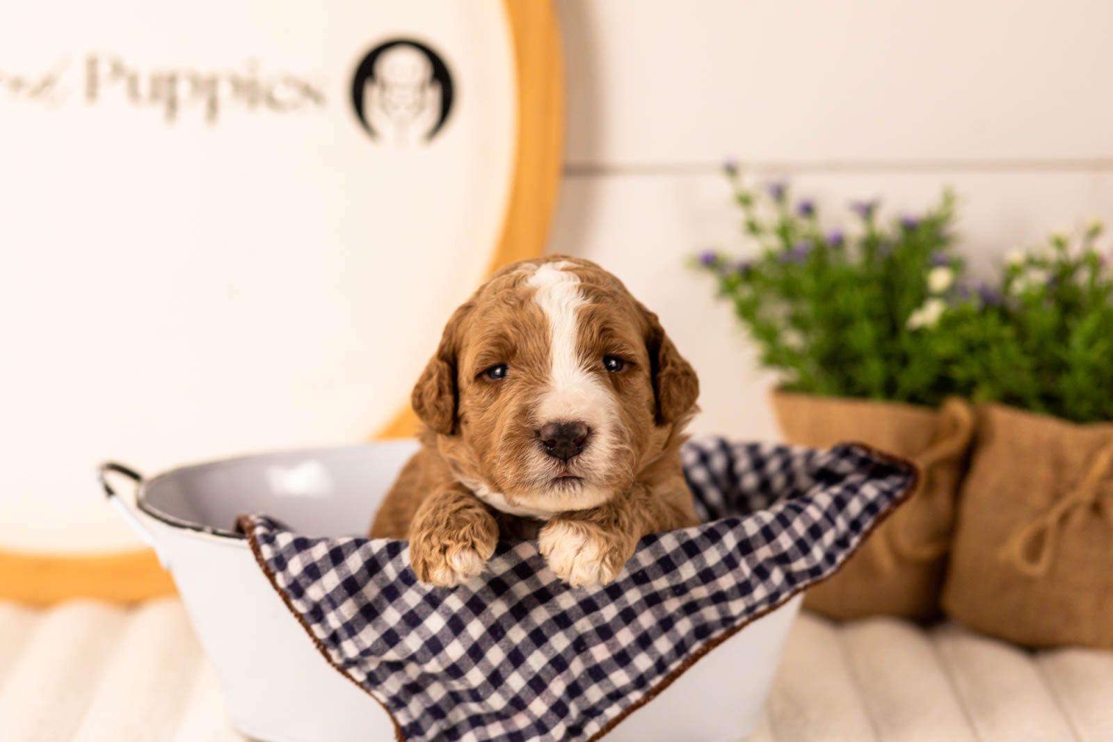 Lanie goldendoodle for sale(4).jpg