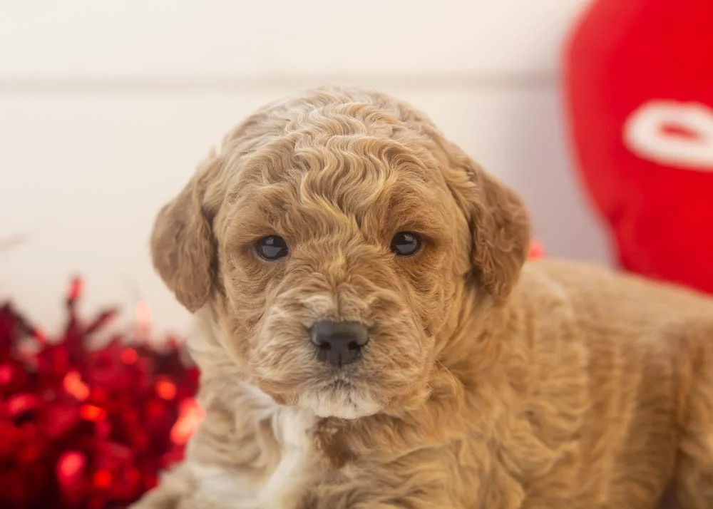 Frosty goldendoodle for sale(3).jpg