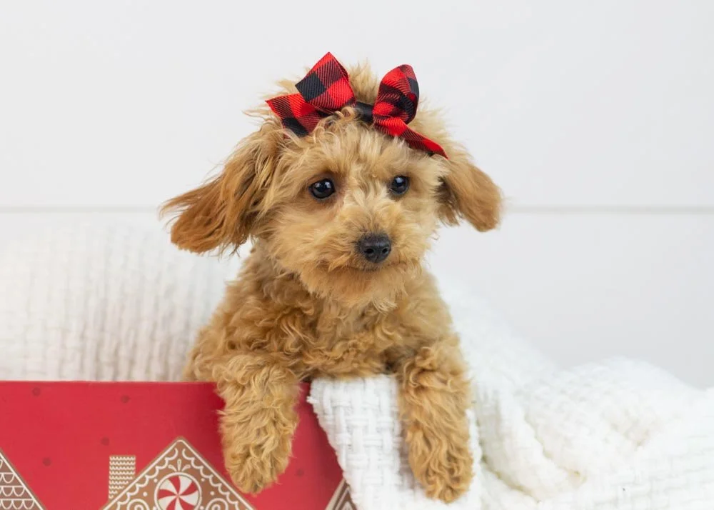 Vonda 6-30-25 Olive 4.36.jpg