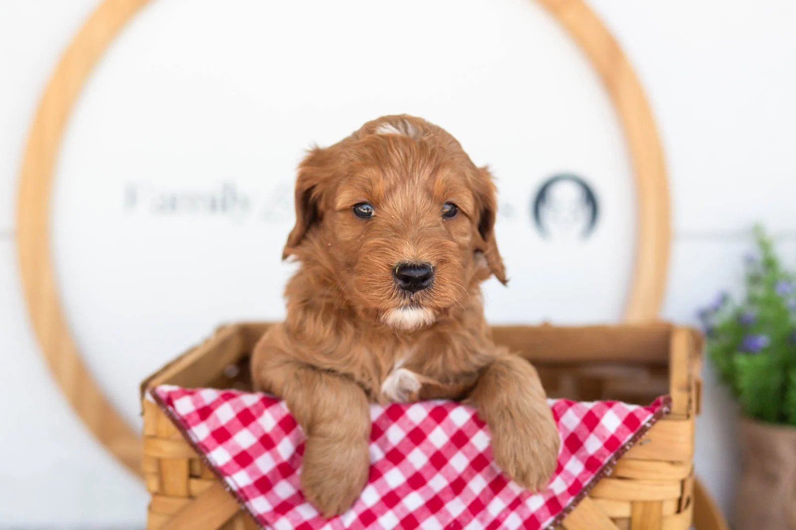 Angel goldendoodle for sale(3).jpg