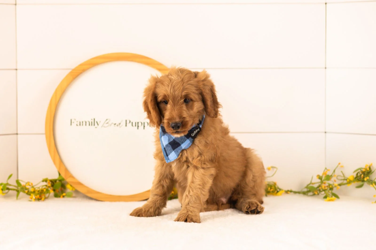 Phil goldendoodle for sale(2).jpg