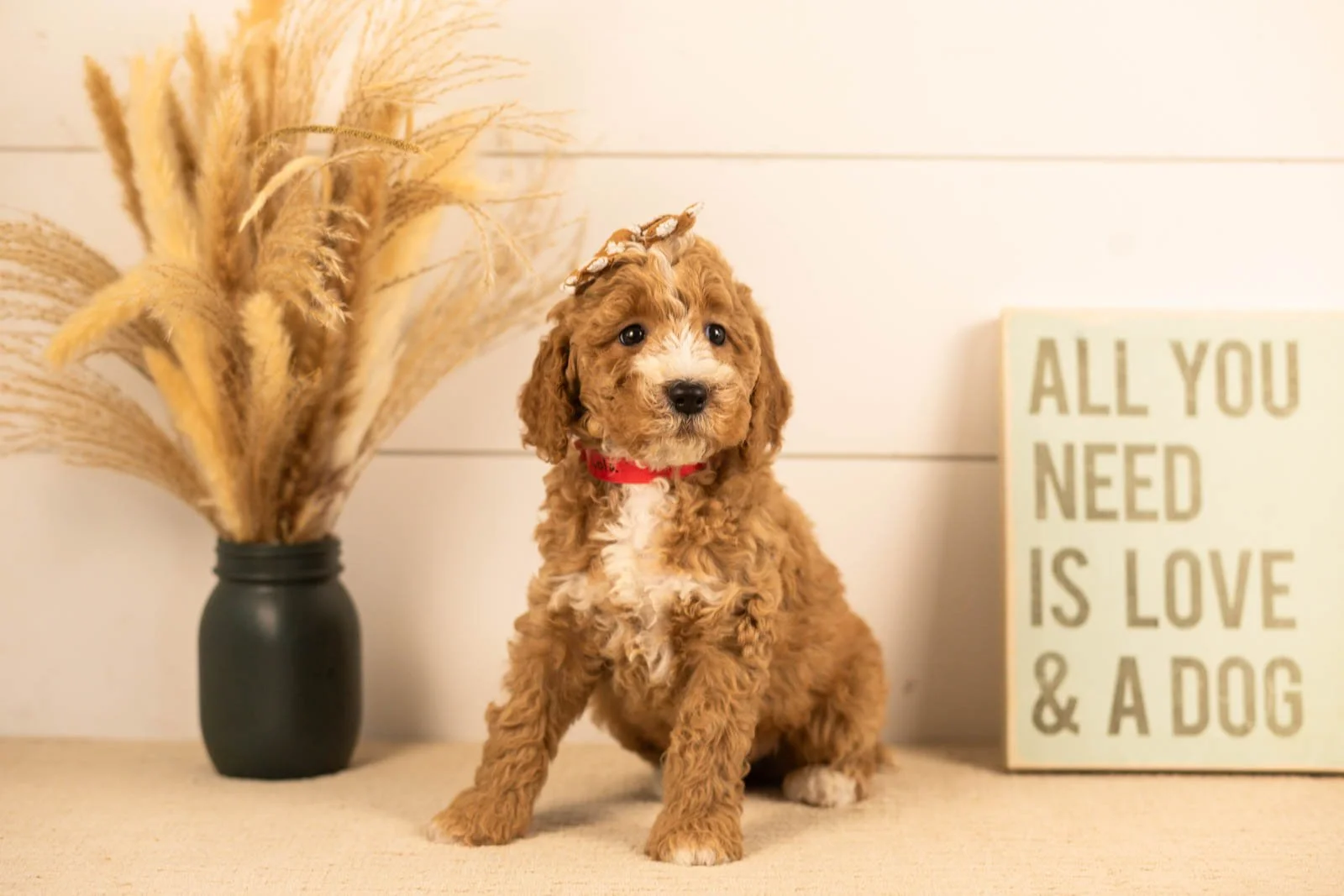 Lola goldendoodle for sale(3).jpg
