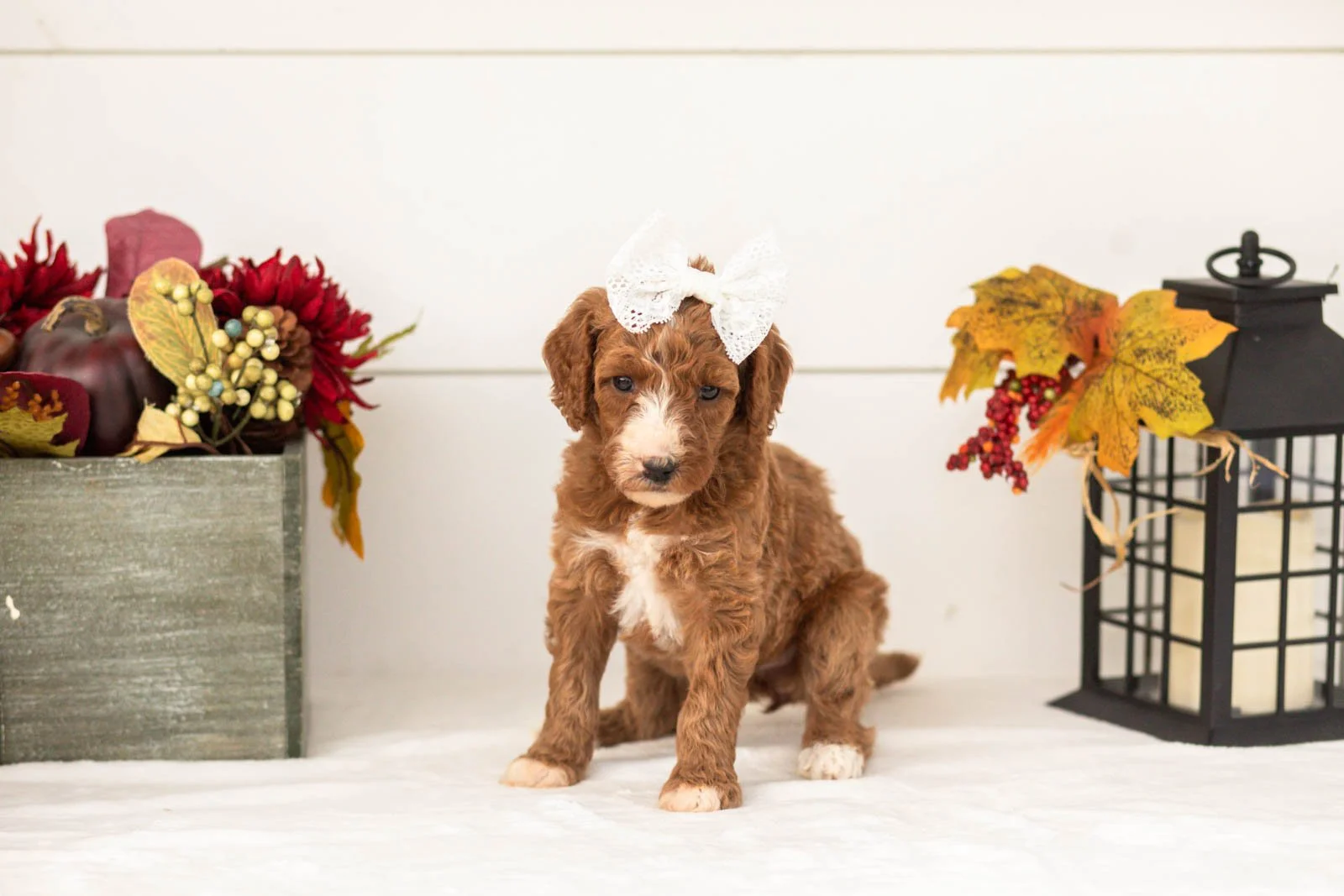 Kanga goldendoodle for sale(3).jpg