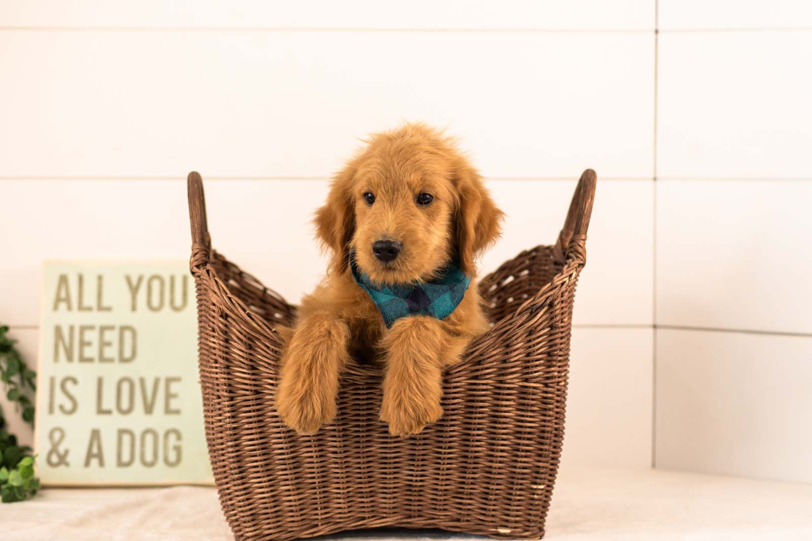 Evan goldendoodle for sale(1).jpg