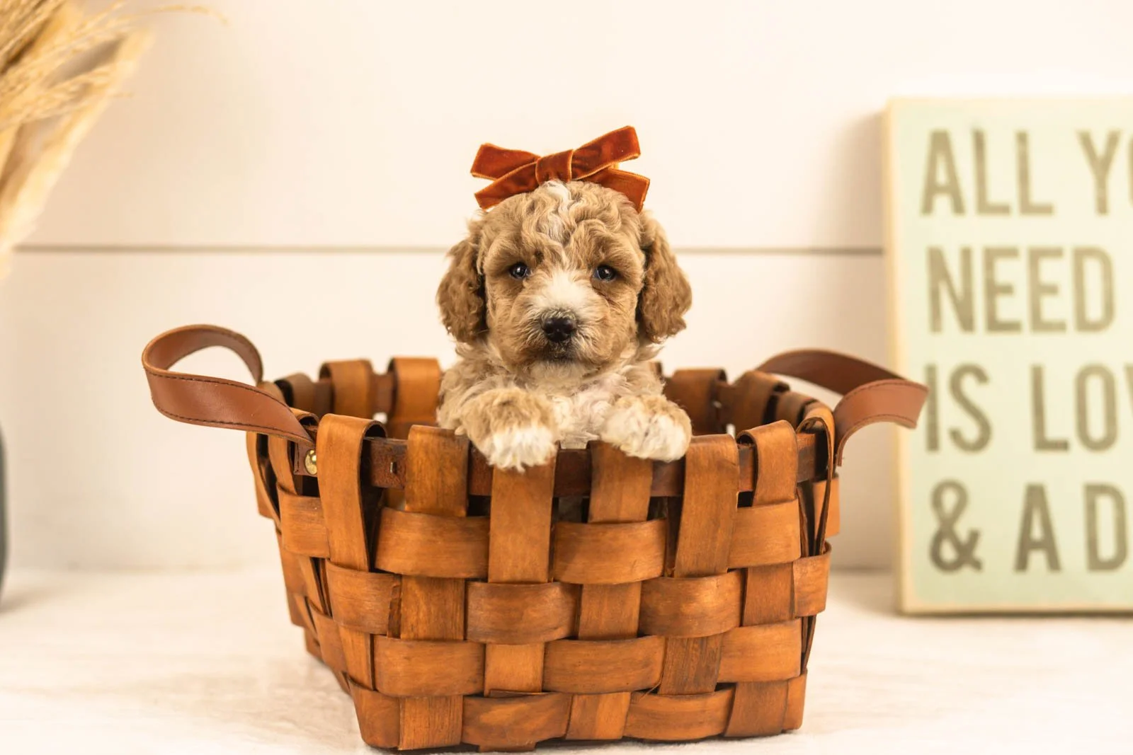 Iris goldendoodle for sale(2).jpg