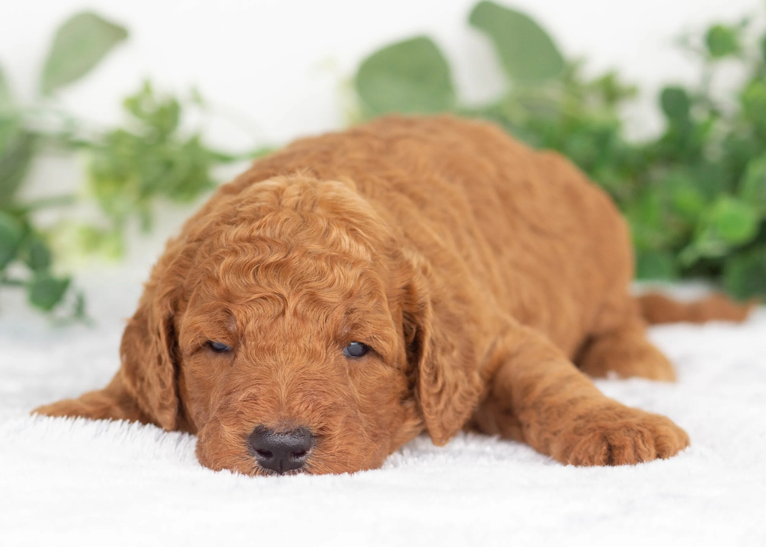 Astrid Goldendoodle for sale(1).jpg