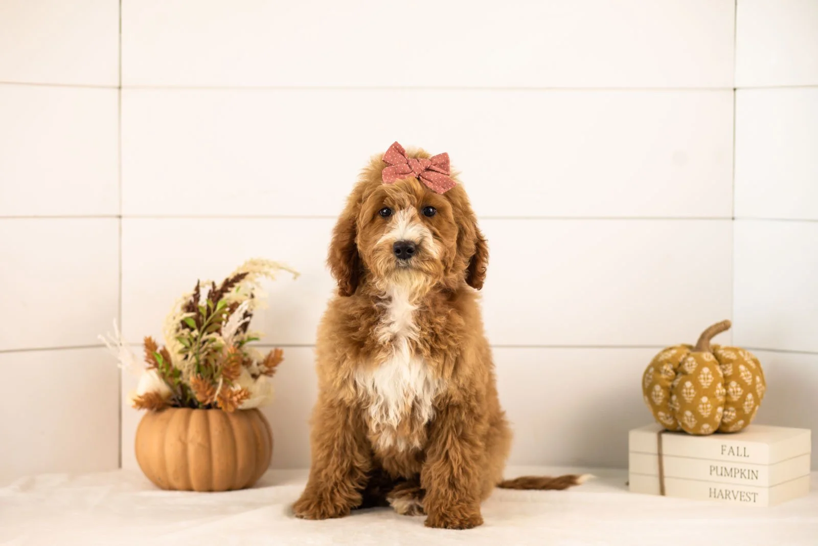 Larisa goldendoodle for sale 3.jpg