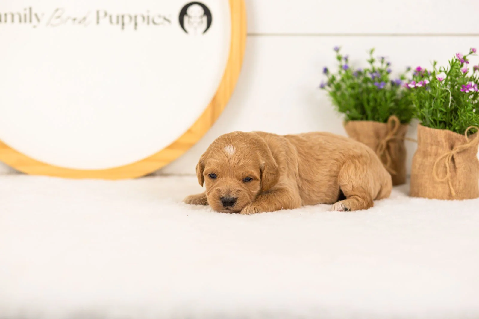 Marty goldendoodle for sale.jpg
