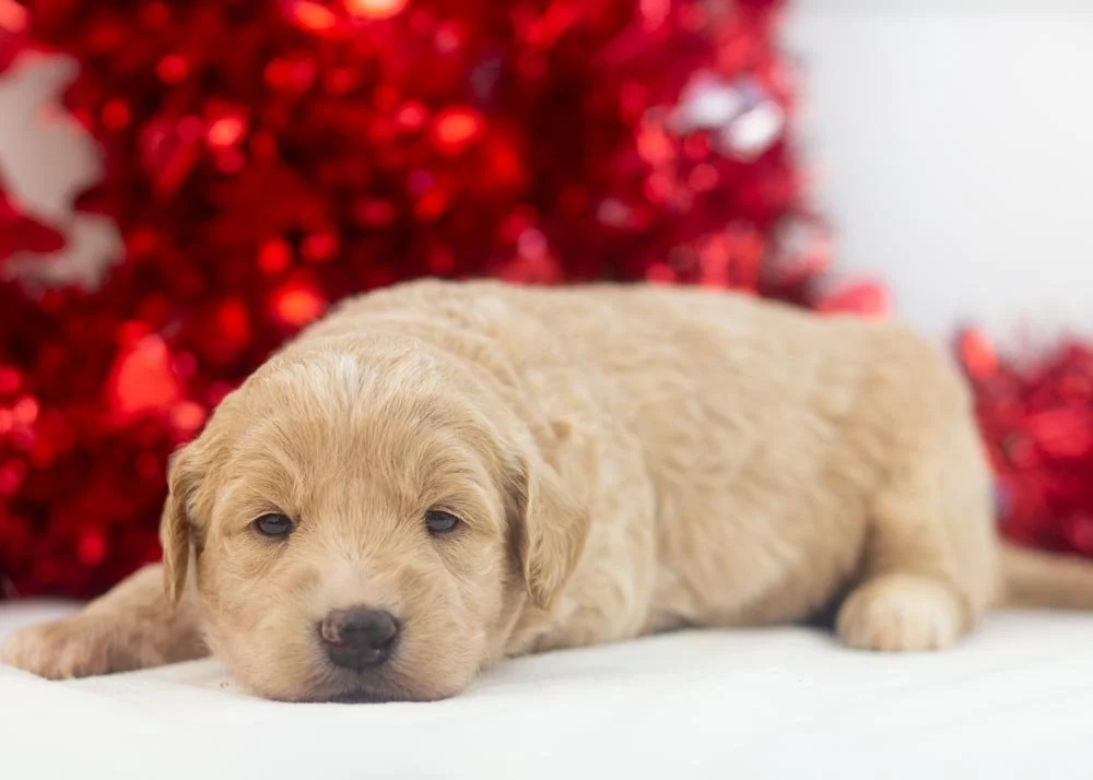 Lolly goldendoodle for sale.jpg